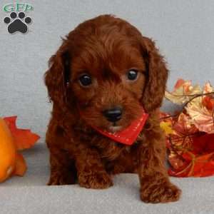 Zeke, Cavapoo Puppy