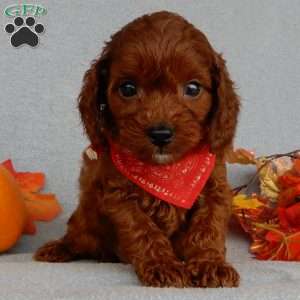 Zeke, Cavapoo Puppy