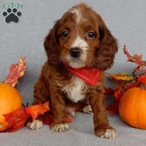 Scout, Cavapoo Puppy