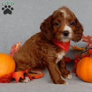 Scout, Cavapoo Puppy