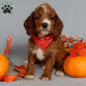 Scout, Cavapoo Puppy