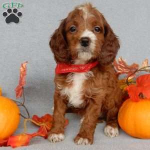 Scout, Cavapoo Puppy