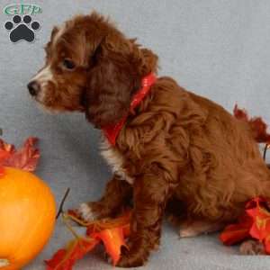 Scout, Cavapoo Puppy