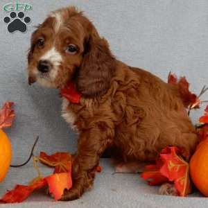 Scout, Cavapoo Puppy