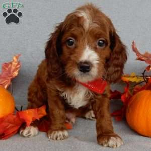 Scout, Cavapoo Puppy