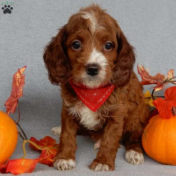 Scout, Cavapoo Puppy