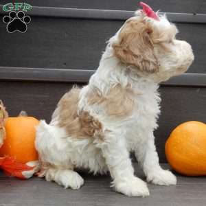 Sunny, Cockapoo Puppy