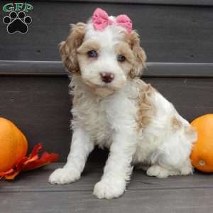 Sunny, Cockapoo Puppy