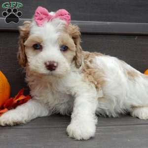 Sunny, Cockapoo Puppy