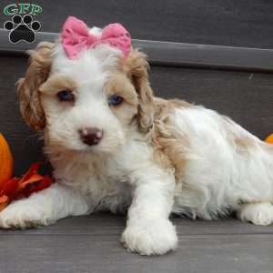 Sunny, Cockapoo Puppy