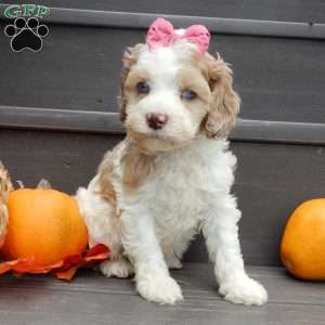 Sunny, Cockapoo Puppy