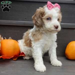 Sunny, Cockapoo Puppy