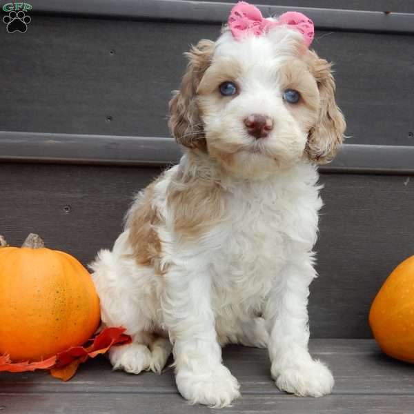 Sunny, Cockapoo Puppy