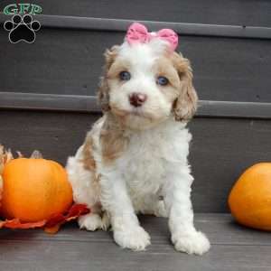 Sunny, Cockapoo Puppy