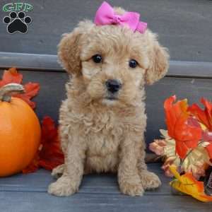 Ginger, Mini Goldendoodle Puppy