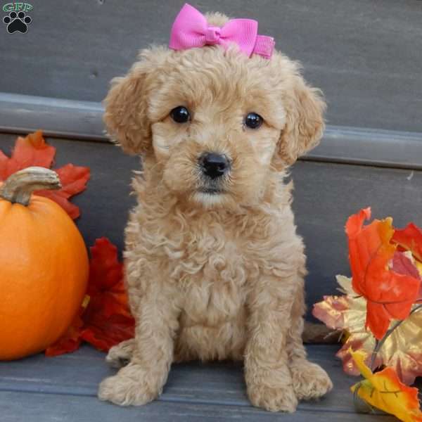 Ginger, Mini Goldendoodle Puppy