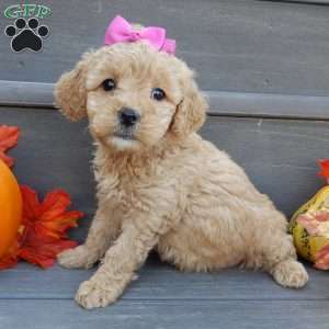 Ginger, Mini Goldendoodle Puppy