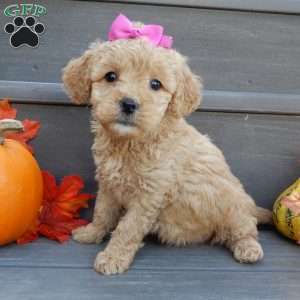 Ginger, Mini Goldendoodle Puppy