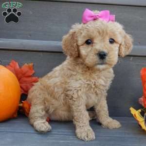 Ginger, Mini Goldendoodle Puppy