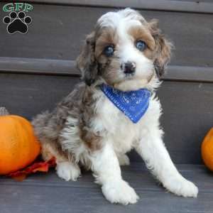 Cockapoo Puppies for Sale - Greenfield Puppies