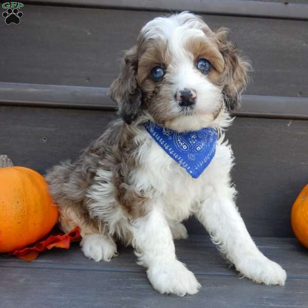 Mitch, Cockapoo Puppy