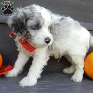 Joey, Cockapoo Puppy