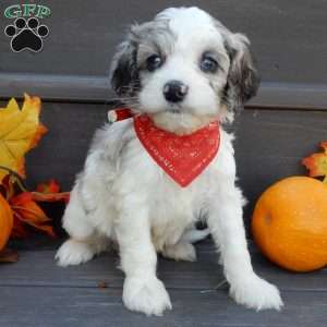 Joey, Cockapoo Puppy