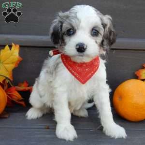 Cockapoo Puppies for Sale - Greenfield Puppies