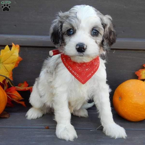 Joey, Cockapoo Puppy