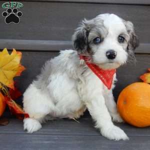 Joey, Cockapoo Puppy