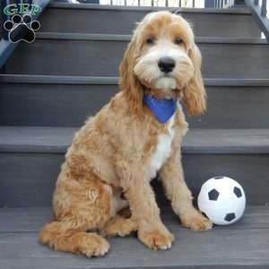 Buddy, Cockapoo Puppy