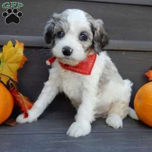 Joey, Cockapoo Puppy