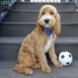 Buddy, Cockapoo Puppy