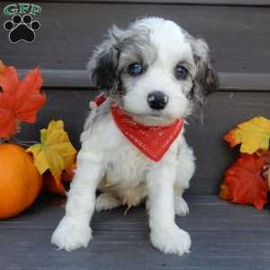 Joey, Cockapoo Puppy