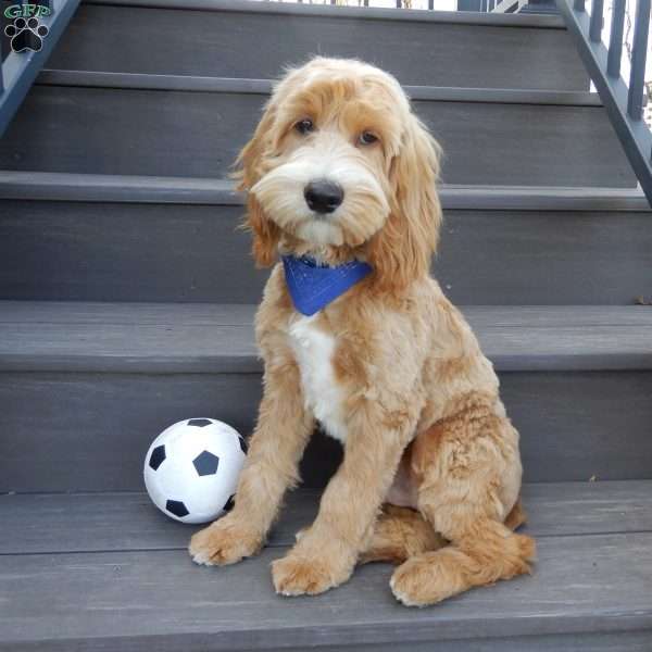 Buddy, Cockapoo Puppy