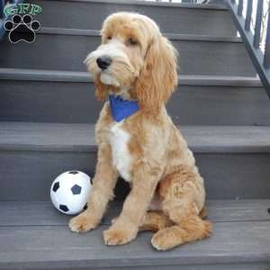 Buddy, Cockapoo Puppy