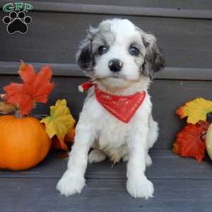 Joey, Cockapoo Puppy