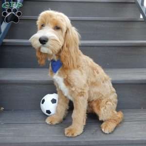 Buddy, Cockapoo Puppy