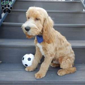 Buddy, Cockapoo Puppy