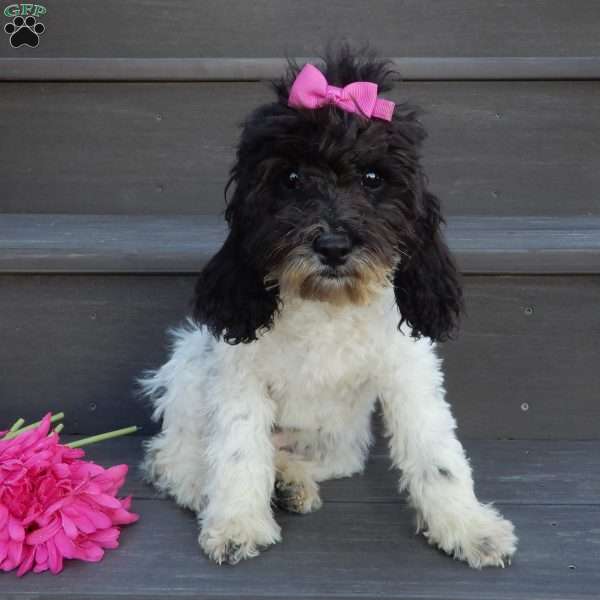 Charlotte, Cockapoo Puppy