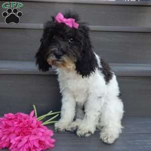 Charlotte, Cockapoo Puppy