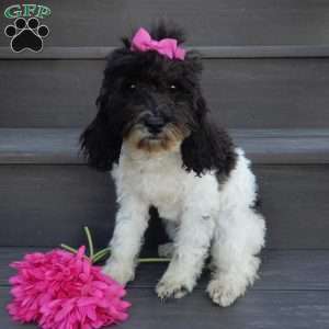 Charlotte, Cockapoo Puppy