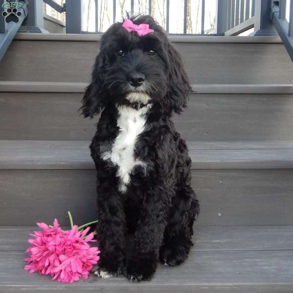 Trixie, Cockapoo Puppy