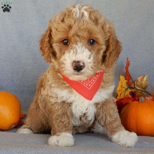 Charlie, Mini Goldendoodle Puppy