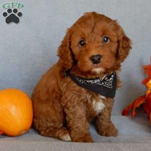 Murphy, Mini Goldendoodle Puppy