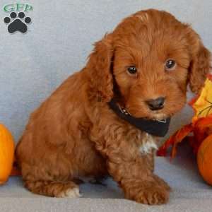 Murphy, Mini Goldendoodle Puppy