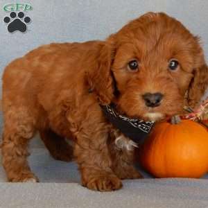 Murphy, Mini Goldendoodle Puppy