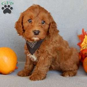 Murphy, Mini Goldendoodle Puppy