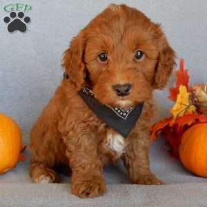 Murphy, Mini Goldendoodle Puppy