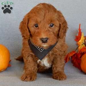 Murphy, Mini Goldendoodle Puppy